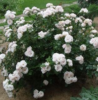 Роза почвопокровная "Aspirin Rose" (саженец класса АА+) высший сорт - фото 3