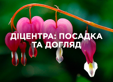 Діцентра «розбите серце»: як виростити в саду Діцентра «розбите серце»: як виростити в саду