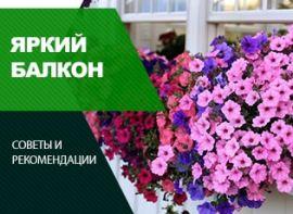 Балконні сорти петунії - корисні статті про садівництво від Agro-Market