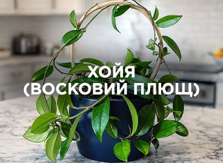 Хойя: уход, виды и размножение Хойя: уход, виды и размножение