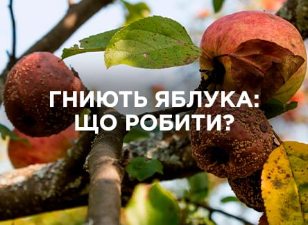 Почему яблоки гниют на дереве? Почему яблоки гниют на дереве?