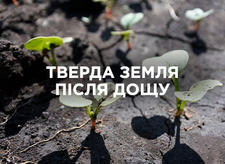 Почему после дождей почва становится твердой? Почему после дождей почва становится твердой?