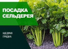 Як виростити селеру - корисні статті про садівництво від Agro-Market