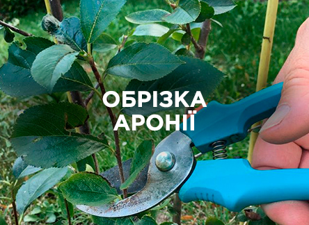 Как правильно обрезать аронию? Как правильно обрезать аронию?