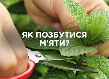 Як позбутися м'яти на ділянці? Як позбутися м'яти на ділянці?