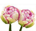 Цибулини махрових багатоквіткових тюльпанів