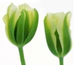 Луковицы тюльпана Виридифлора