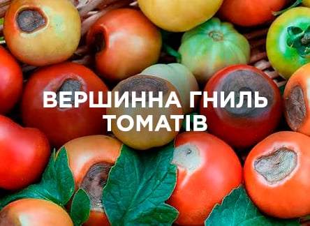 Вершинна гниль томатів Вершинна гниль томатів