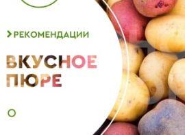 Сорти картоплі для пюре - корисні статті про садівництво від Agro-Market