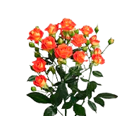 Саженцы роз флорибунда