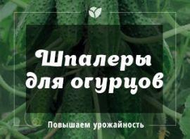 Збільшуємо врожайність огірків в кілька разів - корисні статті про садівництво від Agro-Market