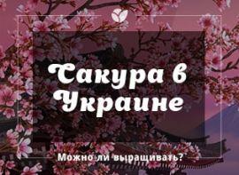 Чи можна вирощувати сакуру в Україні - корисні статті про садівництво від Agro-Market
