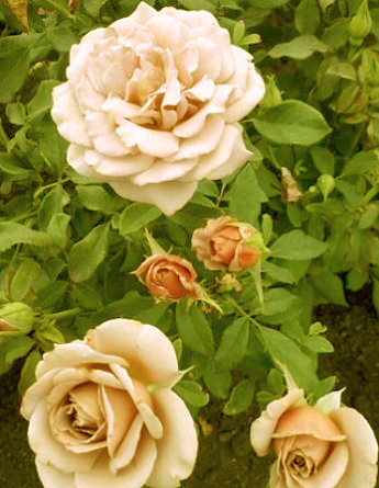 Ексклюзив! Троянда чайно-гібридна кавова з блискучим листям "Лакшері" (Luxury) (саджанець класу АА +, преміальний рясно квітучий сорт) - фото 4