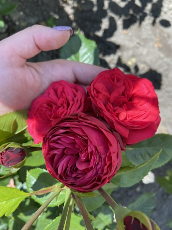 Троянда англійська "Red Piano" (саджанець класу АА +) вищий сорт - фото 3