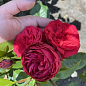 Роза английская "Red Piano" (саженец класса АА+) высший сорт цена