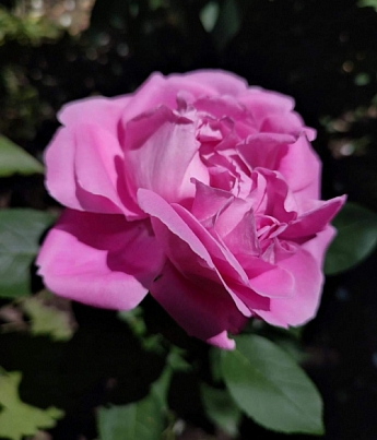 Роза флорибунда "Peony Pink"(Пиони Пинк) - фото 4