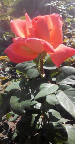 Троянда чайно-гібридна "Луї де Фюнес" діаметр квітки до 20см (дуже ароматна!) (Саджанець класу АА +) вищий сорт - фото 3