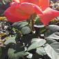 Троянда чайно-гібридна "Луї де Фюнес" діаметр квітки до 20см (дуже ароматна!) (Саджанець класу АА +) вищий сорт цена