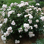 Роза почвопокровная "Aspirin Rose" (саженец класса АА+) высший сорт цена