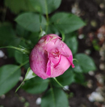 Роза флорибунда "Peony Pink"(Пиони Пинк) - фото 5