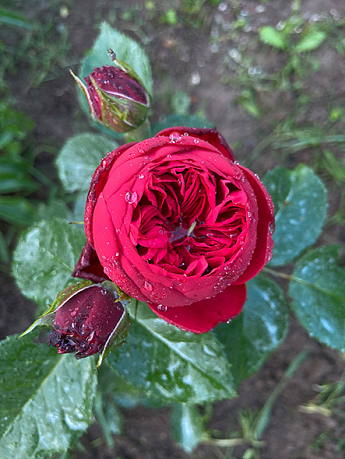 Троянда англійська "Red Piano" (саджанець класу АА +) вищий сорт - фото 5