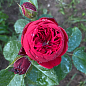 Троянда англійська "Red Piano" (саджанець класу АА +) вищий сорт