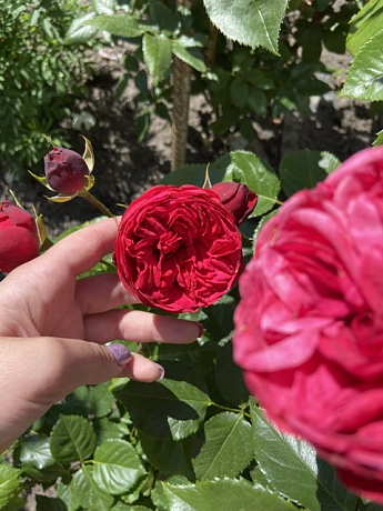 Троянда англійська "Red Piano" (саджанець класу АА +) вищий сорт - фото 4