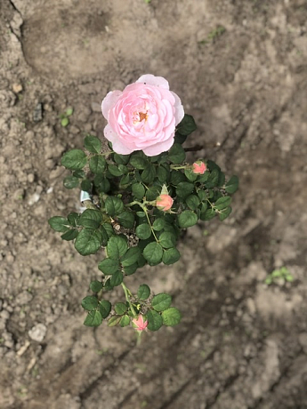 Роза флорибунда "Peony Pink"(Пиони Пинк) - фото 6