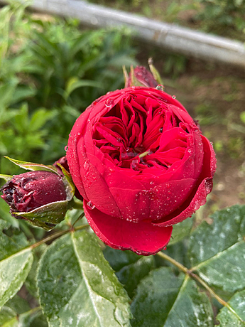 Троянда англійська "Red Piano" (саджанець класу АА +) вищий сорт - фото 6
