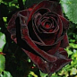Роза плетистая "Черный принц" (саженец класса АА+) высший сорт цена