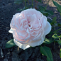 Эксклюзив! Роза английская плетистая розовая "Маршмеллоу" (Marshmallow) (саженец класса АА+, премиальный морозостойкий сорт) цена