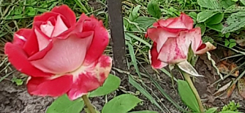 Троянда чайно-гібридна "Осиро" (саджанець класу АА +) вищий сорт - фото 3