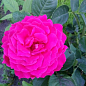 Эксклюзив! Роза парковая серебристо-розовая "Удивительная миссис Майзель" (The Amazing Mrs. Mayzel) (саженец класса АА+, премиальный высший сорт)