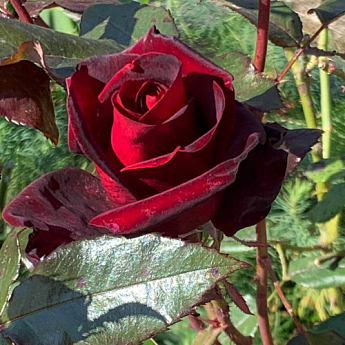 Троянда чайно-гібридна "Чорний принц" (саджанець класу АА +) вищий сорт - фото 3