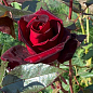 Роза чайно-гибридная "Черный принц" (саженец класса АА+) высший сорт цена