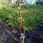 Эксклюзив! AGROBOX с высокоурожайным колоновидным деревом цена