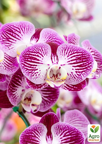 Торфосуміш для орхідей COMPO SANA 5л (1611) - фото 2
