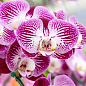 Торфосмесь для орхидей COMPO SANA 5л (1611) купить