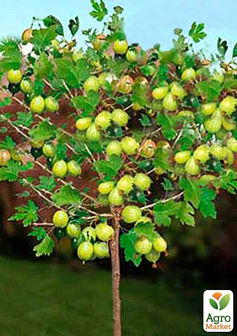 Штамбовий агрус "Малахіт" (середньо-ранній термін дозрівання)