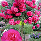 Роза штамбовая "Pink Peace" (саженец класса АА+) высший сорт