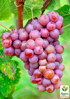 Виноград "Траминер Розовый" (винный сорт, средний, мускатный)1