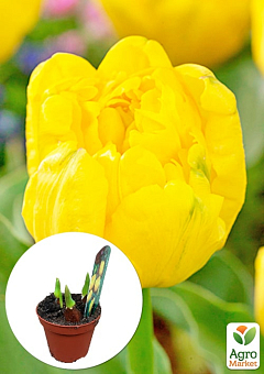 Тюльпан махровый "Yellow Baby" (Нидерланды)2