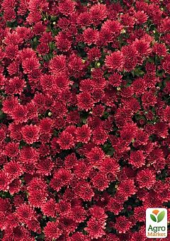 Хризантема мультифлора шарообразная "Jasoda Red" 1