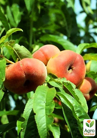 Инжирный персик "Бельмондо" (летний сорт, средний срок созревания) - фото 4