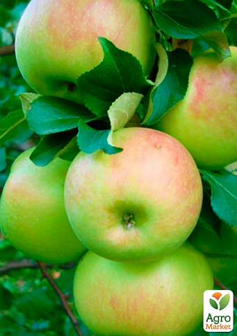 Яблуня "Антонівка" (осінній сорт, середній термін дозрівання)