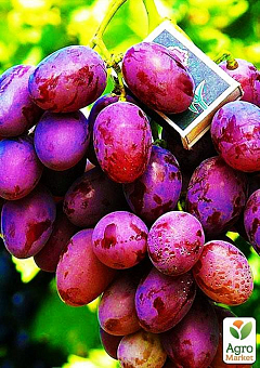 Виноград "Фавор" (средний срок созревания, сорт очень устойчив к заболеваниям)1