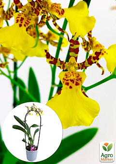 Орхидея Камбрия "Honey Bee"1