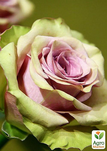 Ексклюзив! Троянда чайно-гібридна кавова з блискучим листям "Лакшері" (Luxury) (саджанець класу АА +, преміальний рясно квітучий сорт) - фото 3