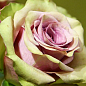 Ексклюзив! Троянда чайно-гібридна кавова з блискучим листям "Лакшері" (Luxury) (саджанець класу АА +, преміальний рясно квітучий сорт) цена
