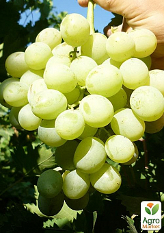 Виноград вегетирующий "Антоний великий" 1